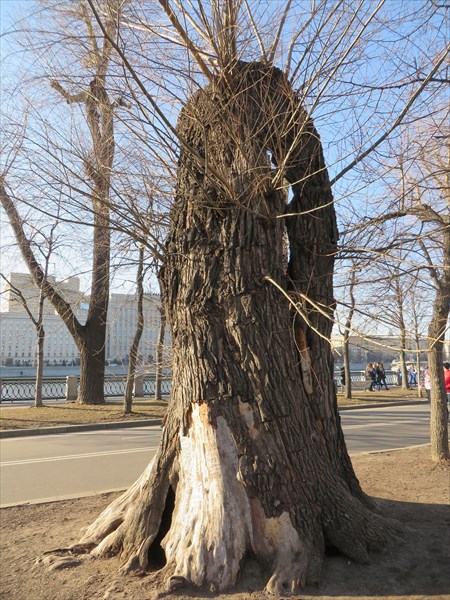246-Дерево на Пушкинской набережной